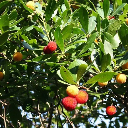 Casa Mattea Hébergement de vacances Nerezine