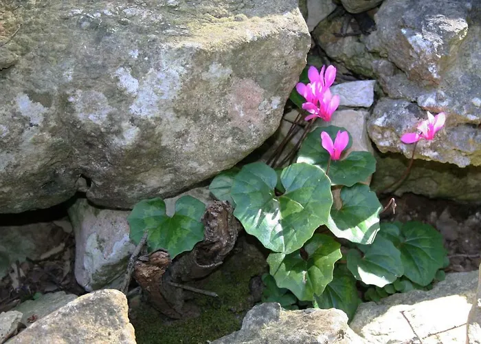 Case de vacanță Casa Mattea