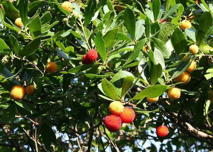 Casa Mattea Case de vacanță Nerezine